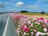 김제시 4백리길 (161km) 코스모스 향연