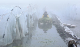 미나리농장 외국인 노동자의 애환