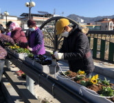 장수 장계면, 시가지 꽃길조성 1300본 팬지 식재