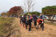 구림면 (구)구림중학교 일대 걷기좋은길에 이팝나무길 조성