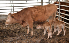 [포토기사] 장수군에 건강한 한우 세쌍둥이 태어나