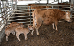 [포토기사] 장수군에 건강한 한우 세쌍둥이 태어나