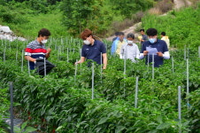 명품 순창고추, 고추 역사를 새로 쓴다.