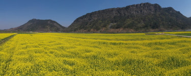 순창 적성면, 2022년 봄 유채꽃 경관보전단지 조성