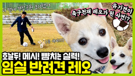전북 임실군, 유기견에서 축구천재 된 반려견 레오 큰 인기