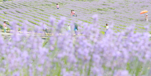 보라빛 물결을 뽐내는 정읍 허브원