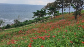 부안 변산마실길, 붉은 꽃무릇 만개…수려한 해안경관 자랑