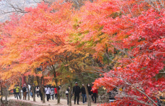 [전북] 붉게 물든 강천산 군립공원