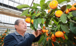 [전북] 이젠 전북도 귤 생산지!