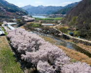 산따라, 물따라 추억과 낭만이 흐르는 장수의 봄을 만나러 가자