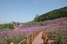 진분홍 철쭉 물결에 빠져보아요