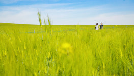 [전북] 푸른 5월, 푸른 하늘, 푸른 청보리