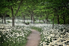 부안 변산마실길 1~2코스 샤스타데이지 활짝