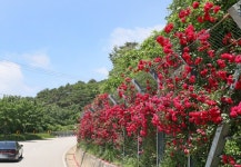 임실군, 옥정호 드라이브길그대 모습은 장미