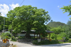 순창군, 마을별 보호수 및 노거수 정비사업 추진