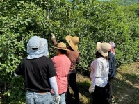 장수군 산서면, 사과농가 일손돕기 구슬땀