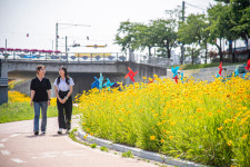 남원대교~금곡교 구간 금계국 향연 대인기