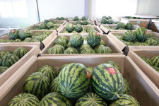 진안군, 진안고원 명품 수박 첫 출하