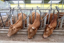 무주군, 축산농가 대상 2024년 자유무역협정 피해 보전 직접지불금 지원