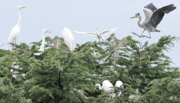 전주 팔학골 백로 서식지