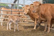 순창군, 축산분야 FTA피해 보전 직불금 신청 접수