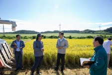 영암군, 모산리 들녘서 조생종 벼 수확 한창