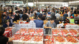 전주 원예농협 공판장 추석 과일 경매