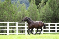 한국마사회 장수목장, 2025년 차세대 명마 탄생 기원제