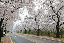 낭만벚꽃, 낭만정읍 정읍 벚꽃축제 15만여명 방문