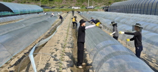 강풍 피해 복구에 나선 진안군…진안읍·백운면 일손돕기 실시