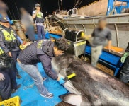 바다의 로또 밍크고래 그물에 걸린채 발견됐다