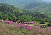 남원 지리산 운봉바래봉 철쭉제 성료… 10만 상춘객 발길