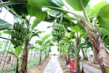 정읍서 국산 바나나 첫 수확… 손끝바나나, 아열대 작물 신시장 연다