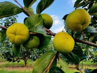 가을 햇살 머금은태추 단감 추석에 만나요!