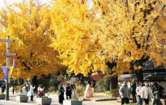 전주 경기전 은행나무 만추