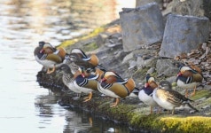 광한루원에 터 잡은 원앙 백여 마리…남원 겨울 풍경 바꾸다