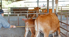 임실군, 소·염소 구제역 백신 15일까지 일제접종