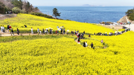 부안 수성당 유채꽃 만발