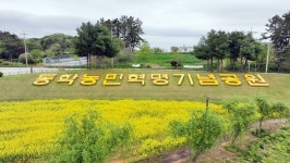 정읍 황토현에 번진 노란 물결…정읍 동학기념공원, 나들이객 북적