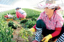 애써 키운 농산물 까맣게 타고…가축 죽어나간 축사는 텅 비어