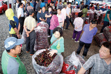 14일 진안 마이산고추시장 개장