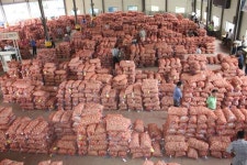 집중진단/거품가격 반영 마늘 수급대책 이대론 안된다