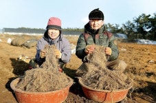 갯바람 맞고 자란 서산 속새 수확 한창