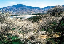 꽃길 따라 물길 따라 섬진강으로  3월 18~27일 광양매화축제
