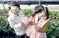 곡성 딸기농장으로 봄맞이 떠나보자