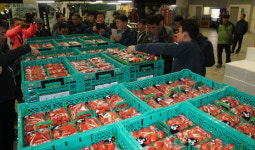 일본 오사카 중앙도매시장 동과오사카청과를 가다/농산물 판매 나서고 생산기술 제공 발상의 전환