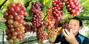 달콤한 델라웨어 포도