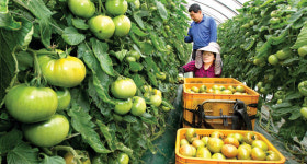 토마토 출하 한창