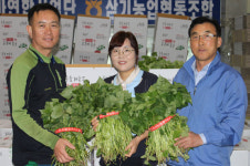 전북 익산 삼기농협, 고품질 고구마 종순 공급 한창…오는 6월까지