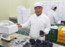 하늘그린 천안포도, 호주 수출길…까다로운 검역조건 모두 통과